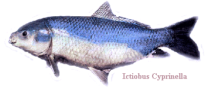 Buffalo Fish